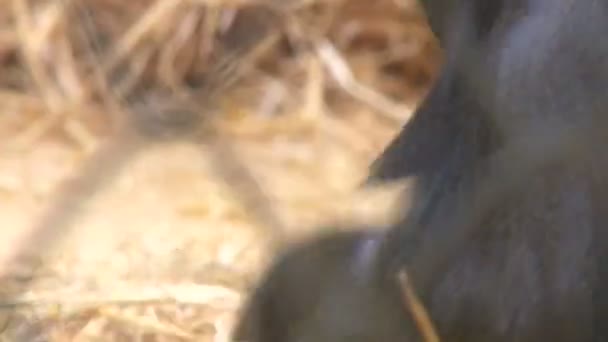 Mono en una jaula en el zoológico — Vídeos de Stock
