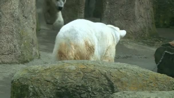 Isbjörnar på zoo — Stockvideo