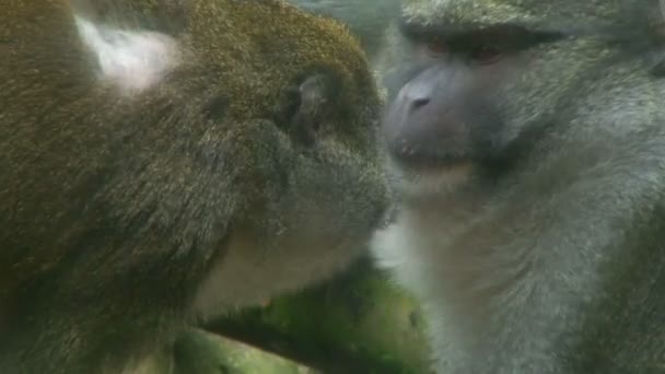 Na gaiola do macaco no zoológico — Vídeo de Stock