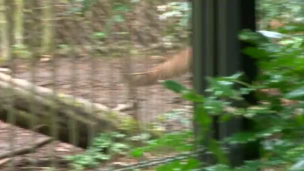 Lionne dans le zoo — Video