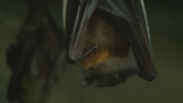 Крупный план вампирской летучей мыши, висящей вверх ногами, очищающей себя, а затем внимательно слушающей звук — стоковое видео