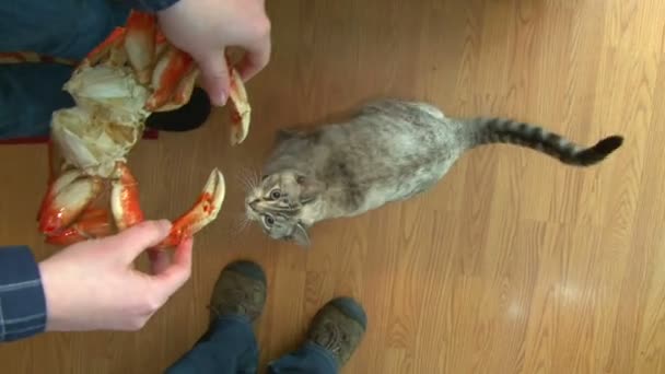 Niedliche Hauskatze in Küche bettelt um große Mistkrabbe.. — Stockvideo