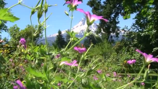 Fiori selvatici ondeggiano nella brezza con Mount Hood in Oregon camera zoom in . — Video Stock