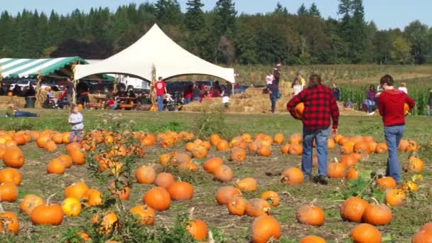 Family in pumpkin patch on sunny day in Portland, Oregon during harvest. — Stock Video