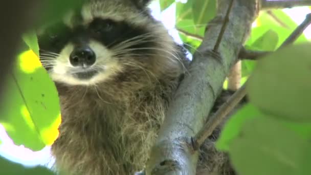 Wild North American raccoon looks at camera — Stock Video