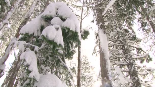 Snowy trees — Stock Video