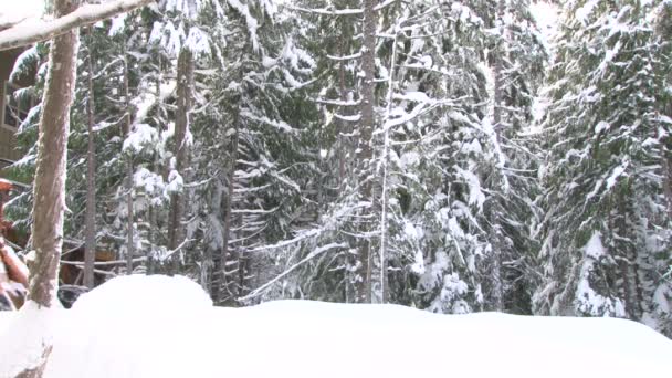 雪に覆われた木 — ストック動画