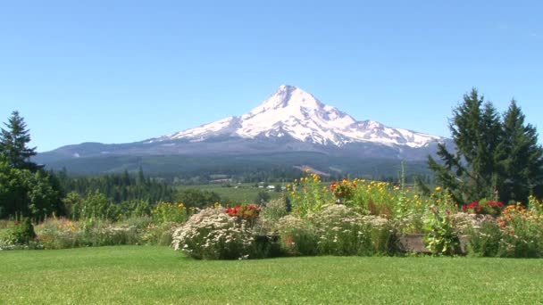 Mt Hood Oregon pittoresque avec de nombreuses fleurs colorées en pleine floraison . — Video