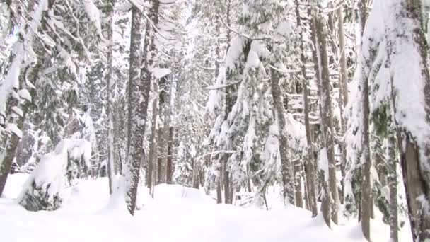 雪に覆われた木 — ストック動画