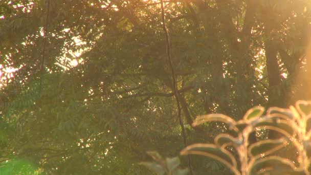 The sun shines through the green trees — Stock Video