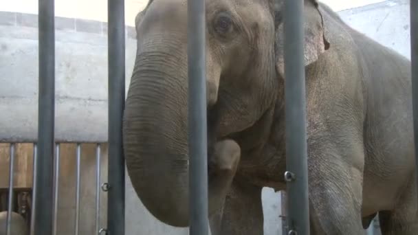 Éléphant dans le zoo derrière la cage 