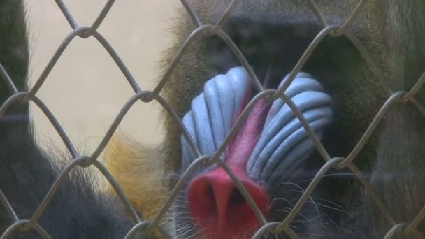 Na gaiola do macaco no zoológico — Vídeo de Stock
