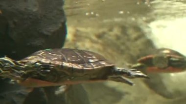 akvaryum yüzme kaplumbağa