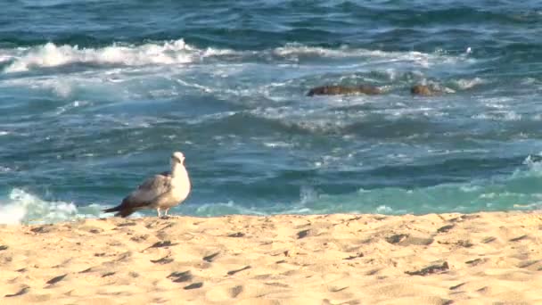 Seagull walking on the beach — Stock Video