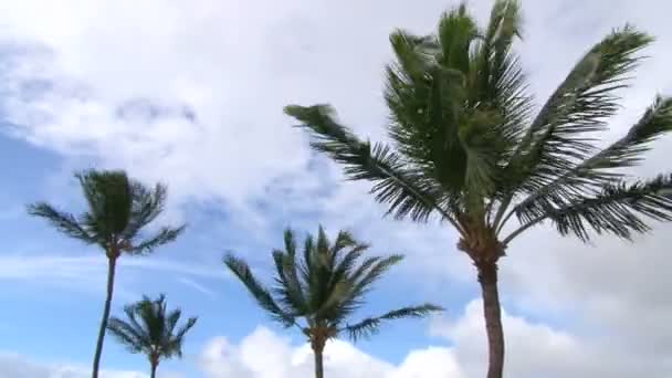 Пальмы против неба — стоковое видео