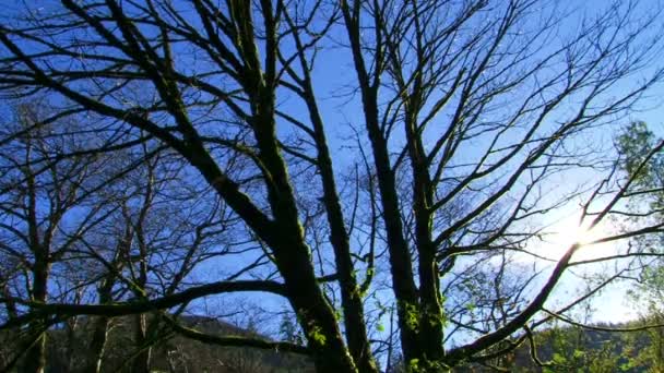 Голые ветви деревьев против голубого неба — стоковое видео