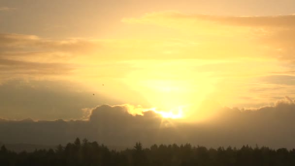 Sonne in den Wolken über dem Wald — Stockvideo