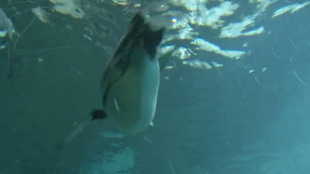 Pingouins nagent dans un aquarium — Video