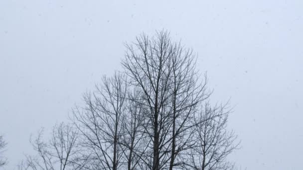 在寒冷的冬日 雪片缓缓落下 有一个巨大的树中心框架 — 图库视频影像