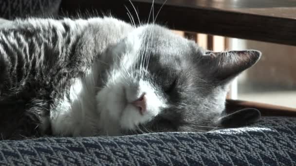 Gros Plan Chat Mignon Endormi Qui Fait Une Sieste Étire — Video