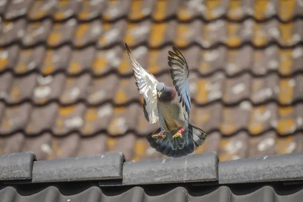 飞鸽展开翅膀，降落在阁楼的屋顶上 — 图库照片