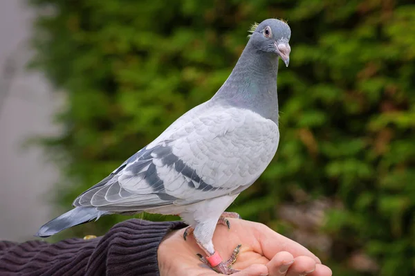 Молодой гоночный голубь на любительской руке смотрит прямо в камеру Стоковое Фото