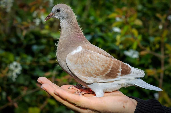 Schöne junge Renn-Taube auf der Hand blickt geradeaus lizenzfreie Stockfotos