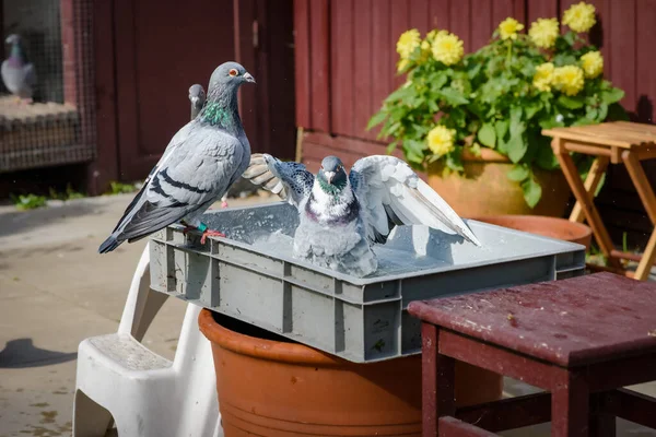 Несколько гоночных голубей принимают ванну перед своим голубиным лофтом в саду. Лицензионные Стоковые Изображения