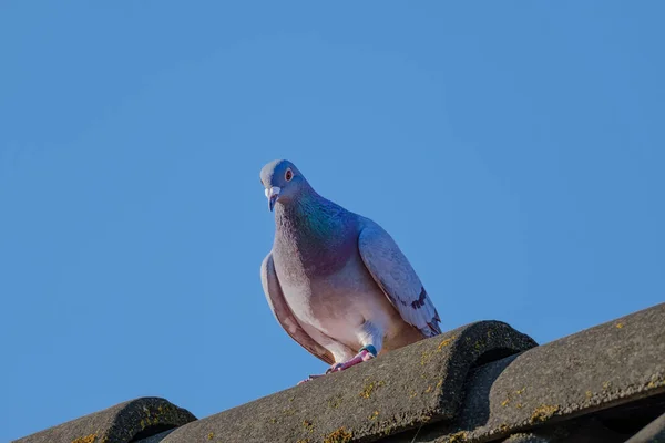 Beau pigeon de course assis sur la crête du toit et regarde vers le bas — Photo