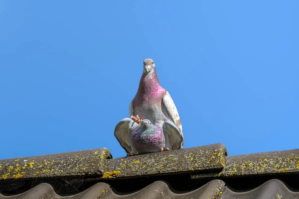 一对赛鸽在屋顶的脊梁上以爱抚的姿态交配 — 图库照片