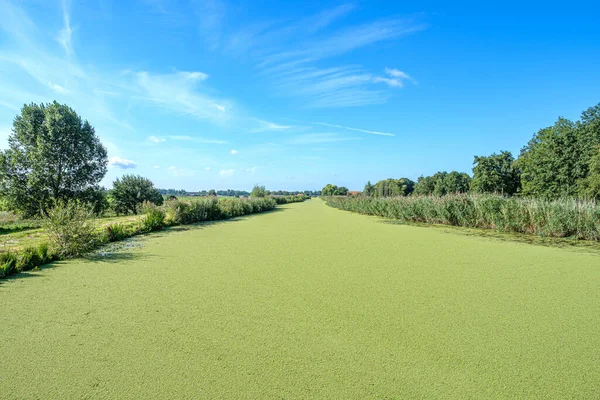 Ljusblå himmel ovanför en holländsk polderkanal täckt med grönt andgräs, nära Rotterdam. — Stockfoto