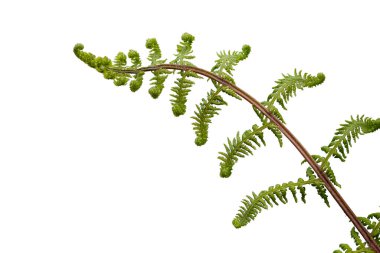 Beyaz arka planda taze eğreltiotu yaprağı