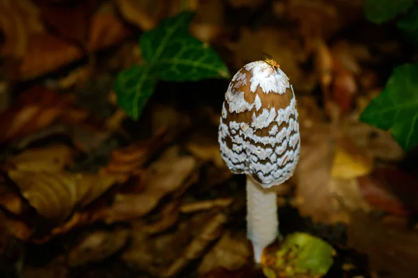 Hongos Coprinus picaceus o urraca en el bosque oscuro — Foto de Stock