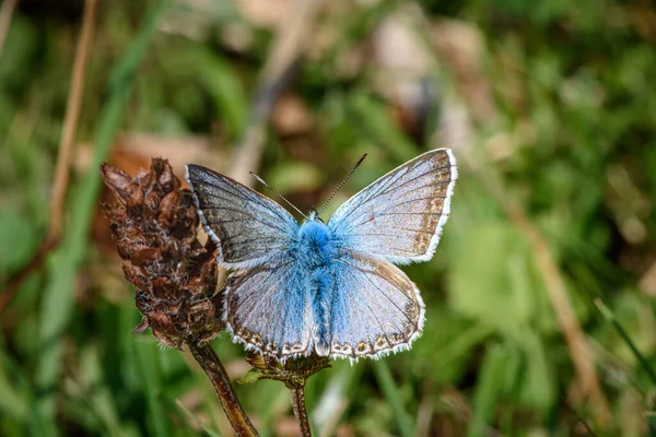 Chalkhill Blue Butterfly, Polyommatus coridon macho, con alas extendidas sobre una flor marrón descolorida —  Fotos de Stock