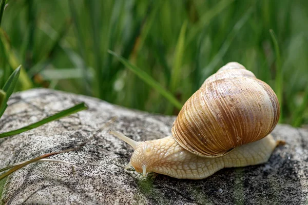 Beautiful snail moving on a rock — Stock Photo, Image