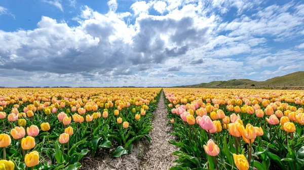 View Beautiful Tulip Fields Just Dunes Island Texel Netherlands — Stock Photo, Image