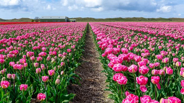 Kilátás Gyönyörű Tulipánmezőre Dűnék Mögött Texel Szigetén Hollandiában — Stock Fotó