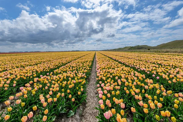Widok Piękne Pola Tulipanów Tuż Wydmami Wyspie Texel Holandia — Zdjęcie stockowe