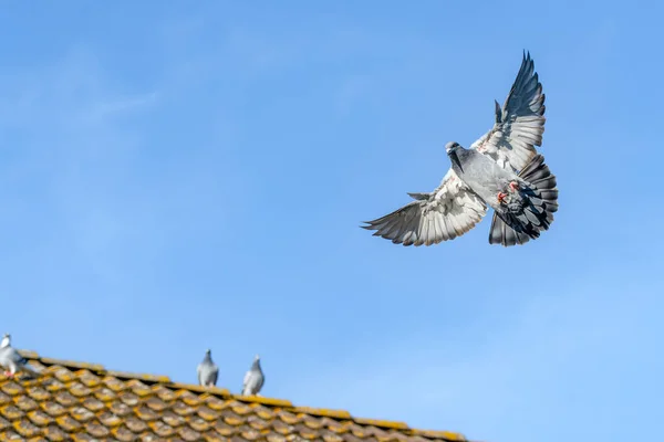 Pombo Correio Abre Asas Para Aterrar Telhado Com Céu Azul — Fotografia de Stock