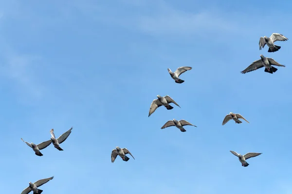 Bando Belos Pombos Voadores Corrida Com Céu Azul Para Seu — Fotografia de Stock