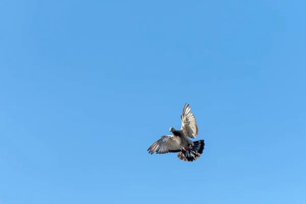 Gołąb Pocztowy Rozkłada Skrzydła Lądowania Błękitnym Niebem Jako Tłem — Zdjęcie stockowe