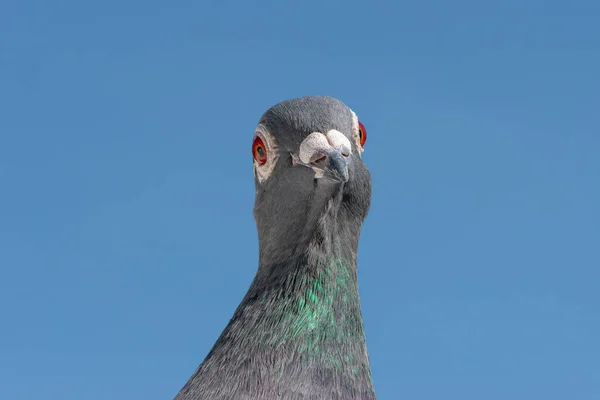 Retrato Pombo Corrida Homing Isolado Contra Céu Azul Brilhante — Fotografia de Stock