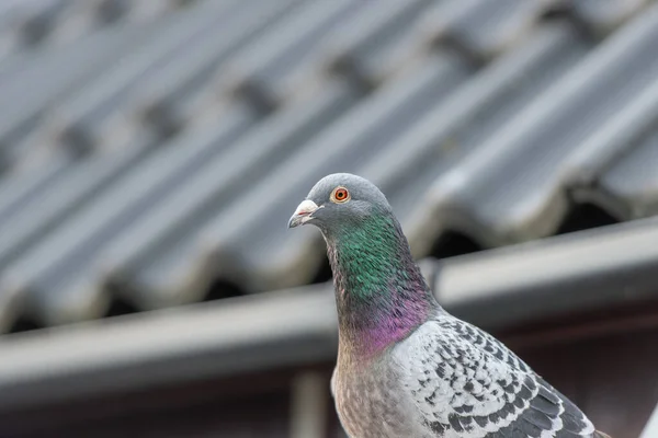 在屋顶前摆姿势的赛鸽或归巢鸽的美丽肖像 — 图库照片