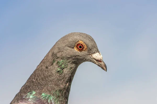 Portrait Racing Homing Pigeon Isolated Bright Blue Sky — Photo