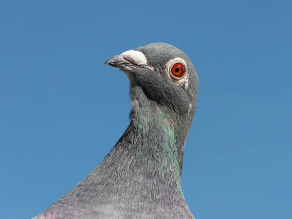 Portrait Racing Homing Pigeon Isolated Bright Blue Sky — Foto Stock