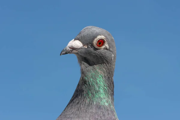 Portrait Racing Homing Pigeon Isolated Bright Blue Sky — Stockfoto