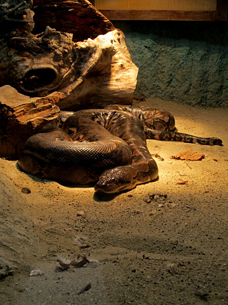 Змеиный питон
