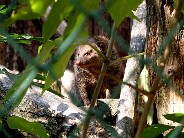 Rodent — Stock Photo, Image