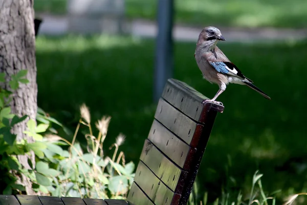 Vogel ruht sich auf Bank aus — Stockfoto