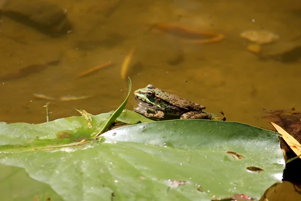 Frog — Stock Photo, Image